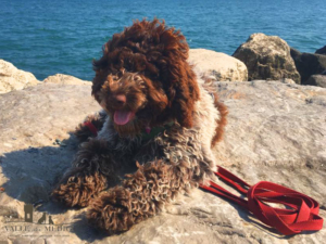 cucciolata lagotto romagnolo roano