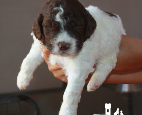 cucciolata lagotto snoopy