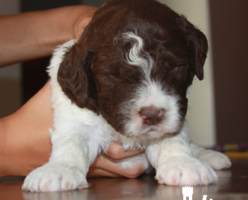 cuccioli lagotto disponibili snoopy