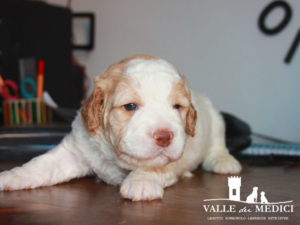 cuccioli lagotto wood