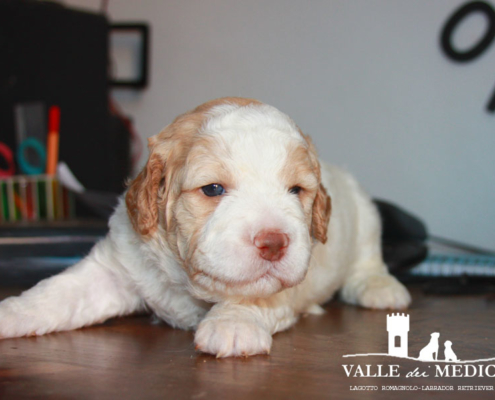 cuccioli lagotto wood