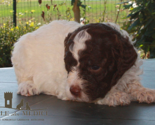 cucciolo lagotto solo olimpica