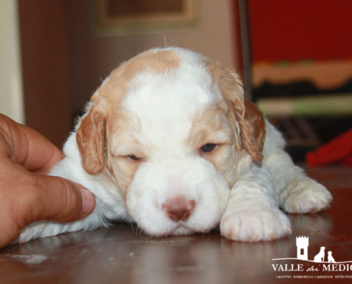 cucciolo lagotto wood