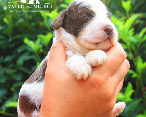 dante lagotto