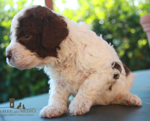 dimensioni lagotto giotto