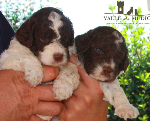 femmine lagotto romagnolo allevamento