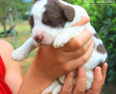 giotto lagotto