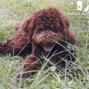lagotto