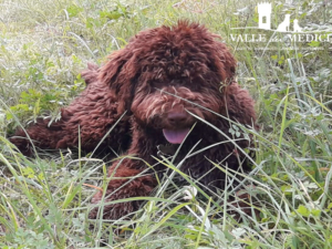 lagotto