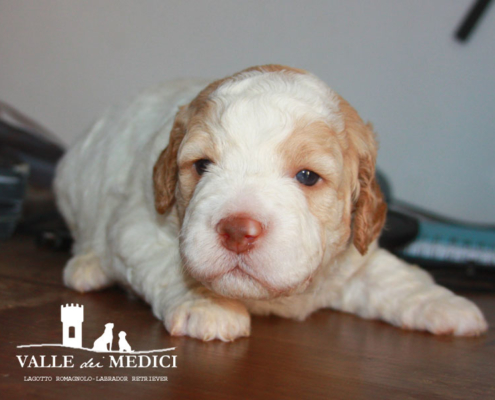 lagotto allevamenti wood