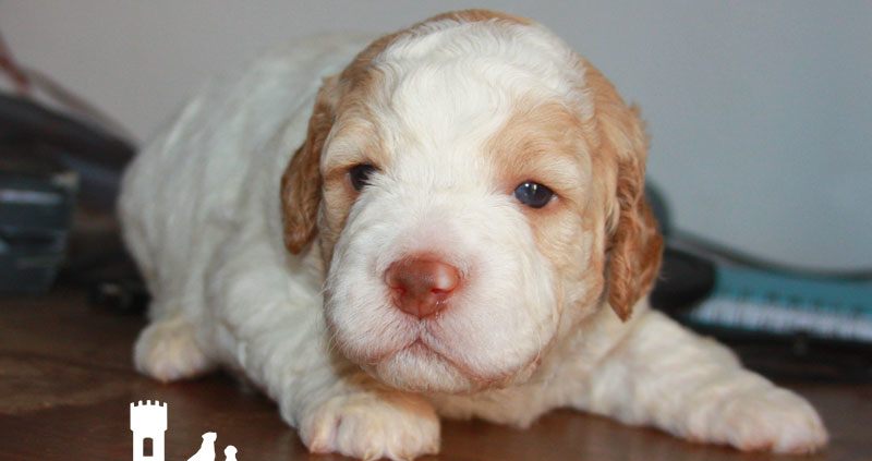 lagotto allevamenti wood