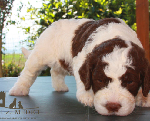 lagotto caratteristiche dante