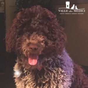 lagotto romagnolo caratteristiche