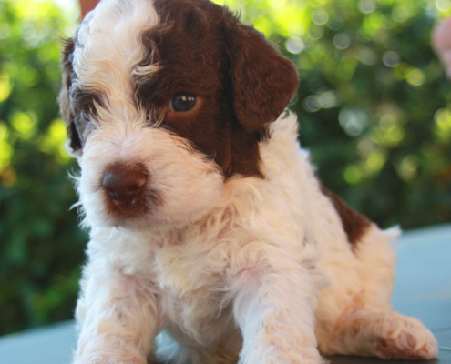 lagotto romagnolo caratteristiche giotto