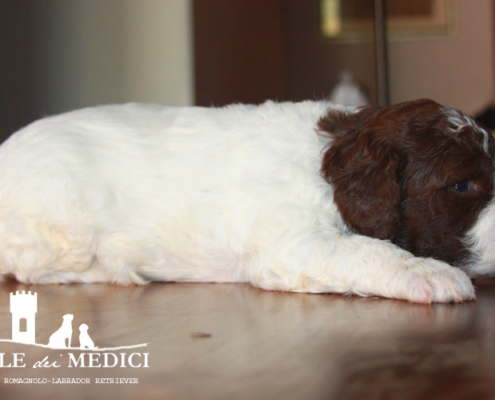 lagotto romagnolo linus