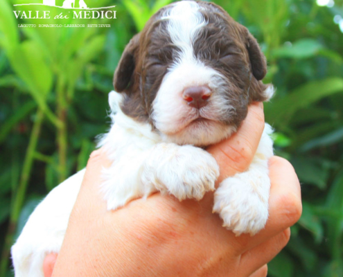 olimpica lagotto romagnolo