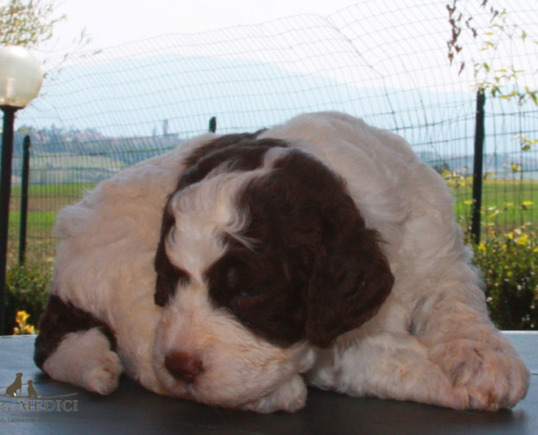 passione lagotto romagnolo dante