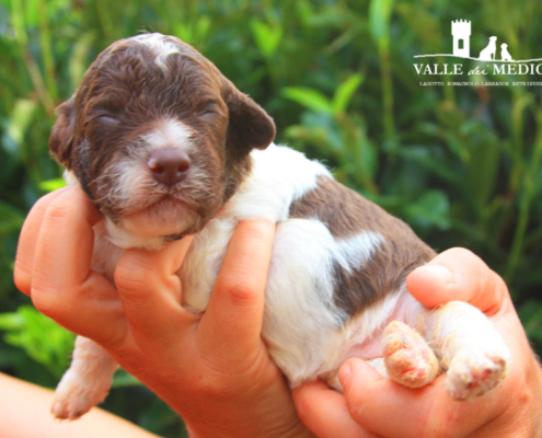 plautilla femmina lagotto