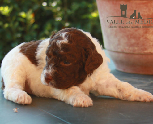 salute lagotto plautilla