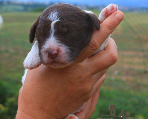 snoopy lagotto