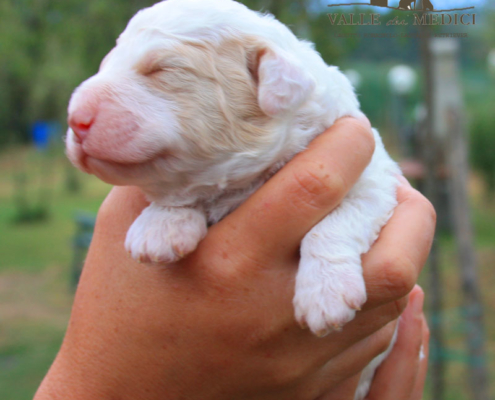 wood cane lagotto