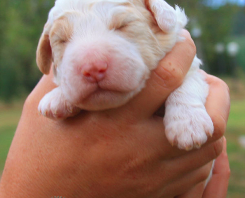 wood lagotto cane