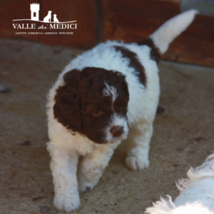 allevamento lagotto romagnolo lazio