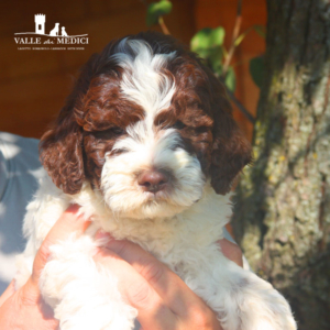 cimabue lagotto maschio