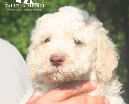 clasio lagotto bianco