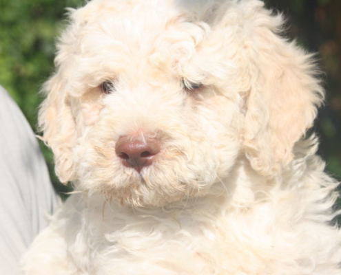 clasio maschio lagotto