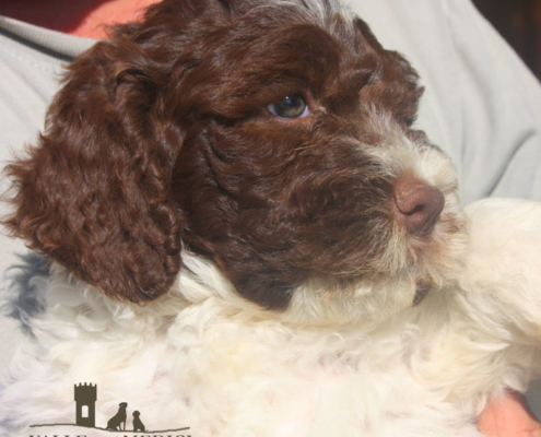 cosimo allevamento lagotto romagnolo