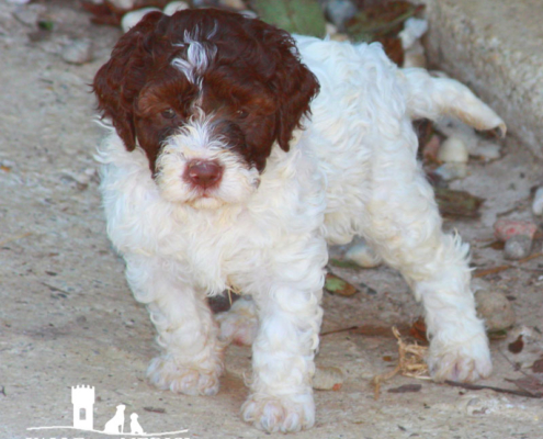 costo cane da tartufo