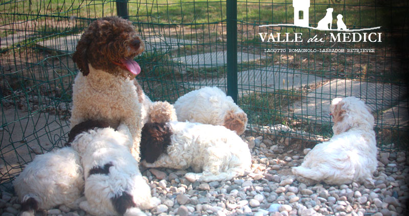 cucciolata lagotto moka