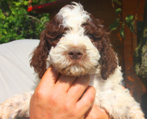 dante lagotto esposizione bellezza