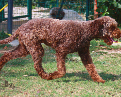 genealogia delle farnie lagotto romagnolo