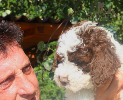 giotto lagotto felice