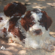 immagine lagotto romagnolo allevamento