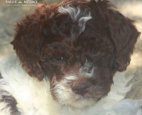 lagotto cucciolo video