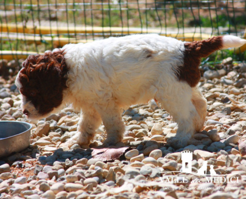 lagotto in adozione