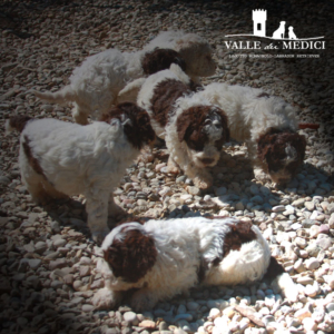 lagotto nano