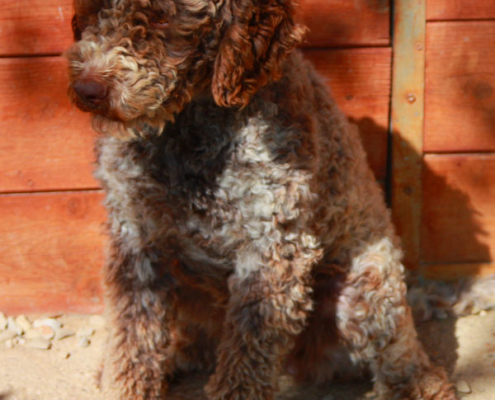 lagotto roano marrone