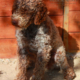 lagotto roano marrone