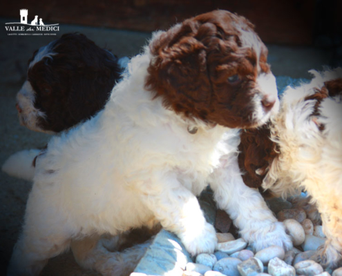 lagotto romagnolo adozione