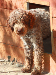 lagotto romagnolo allevamento