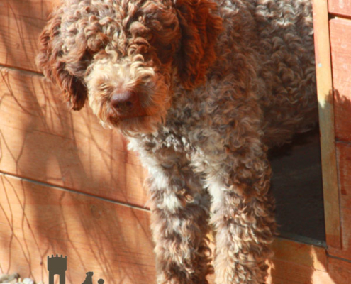 lagotto romagnolo allevamento