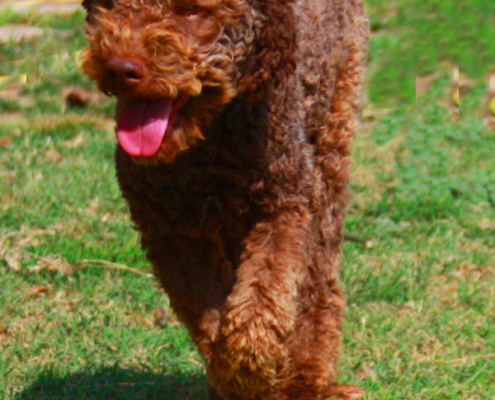 lagotto romagnolo cucciolo