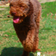 lagotto romagnolo cucciolo