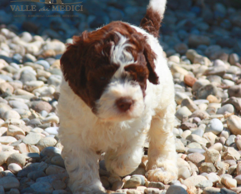 lagotto romagnolo da adottare