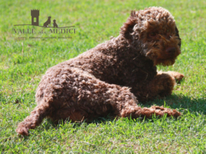 lagotto romagnolo marrone