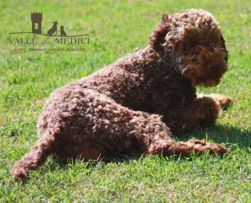 lagotto romagnolo marrone